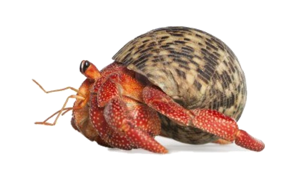 Crab Transparent Png (black, indigo)