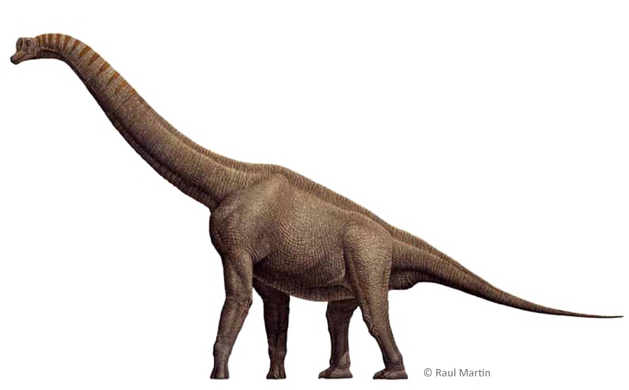 Brachiosaurus Png Free Download (white)