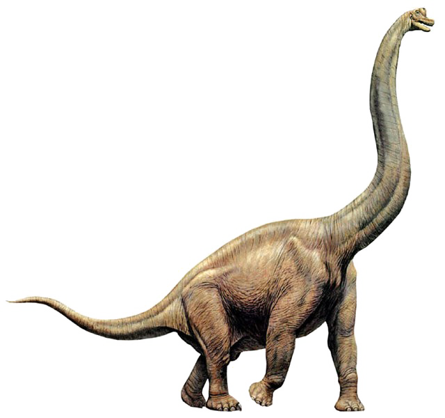 Brachiosaurus Png Image (white, lavender, black)