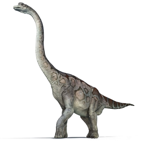 Brachiosaurus Png Pic (white, black, gray)