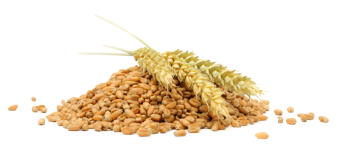 Grain Png File (white)