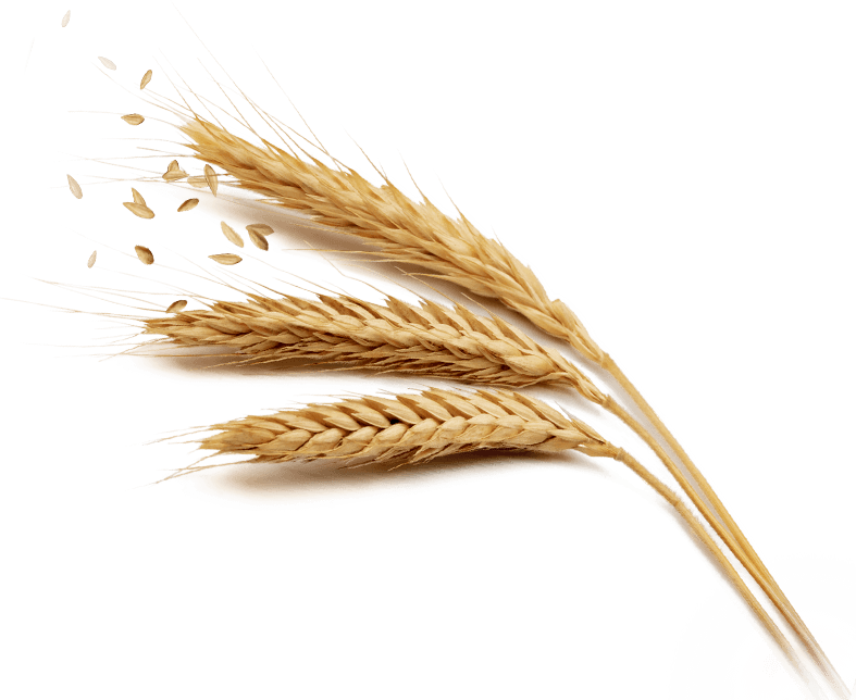 Grain Png Free Download (black, beige, white)