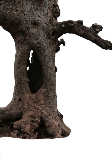 Branch Tree Trunk Png Transparent Image (black)