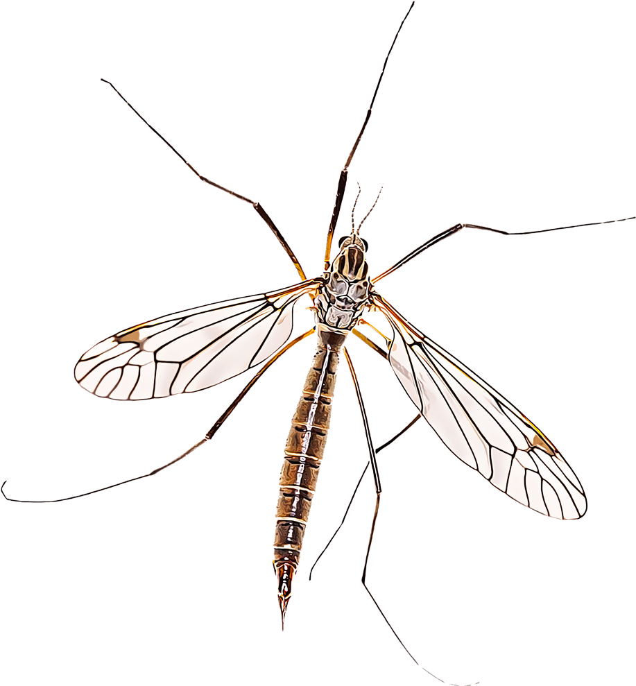 Crane Fly Png Isolated Pic (black)