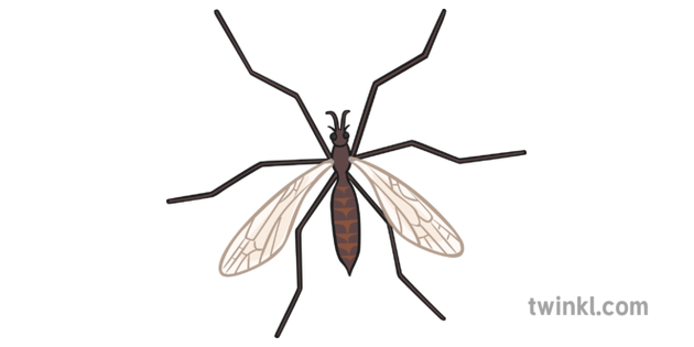 Crane Fly Png Pic (black)