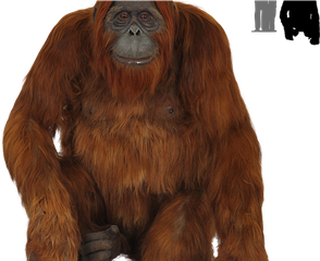 Orangutan Download Png Image (maroon, gray, black)