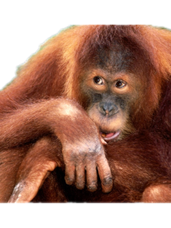 Orangutan Png Free Download (black)