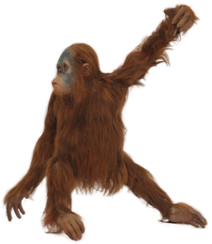 Orangutan Png Hd (maroon, black)