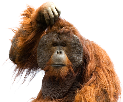 Orangutan Png Isolated Photo (white, black)