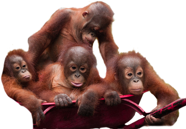 Orangutan Png Isolated Pic (black)