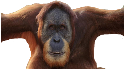 Orangutan Png Pic (black)