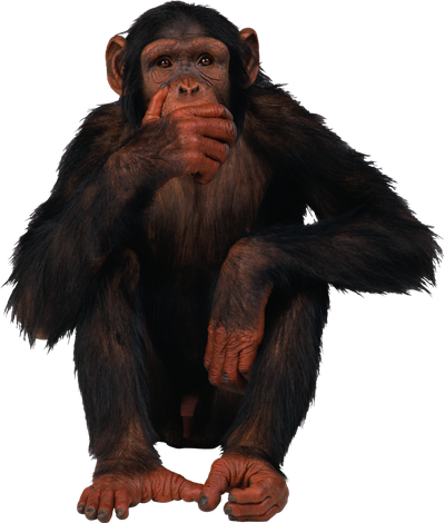 Orangutan Png Picture (black)