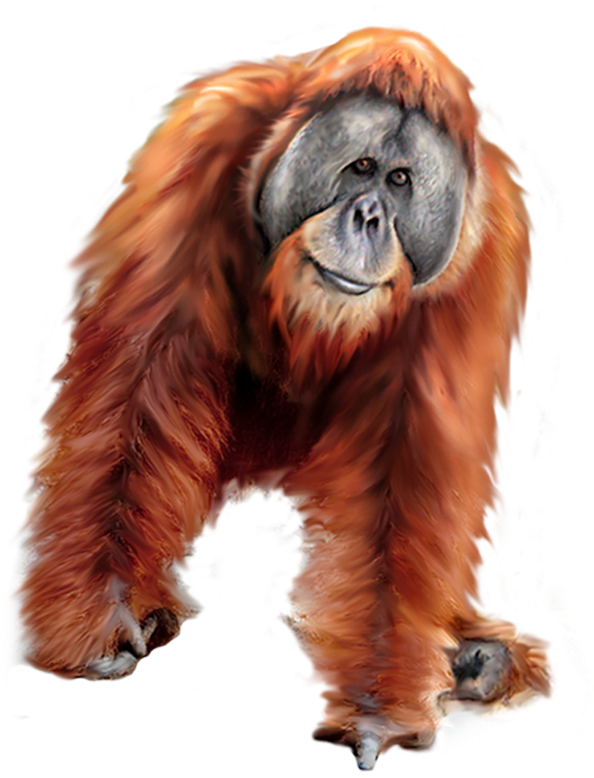 Orangutan Png Transparent (black)