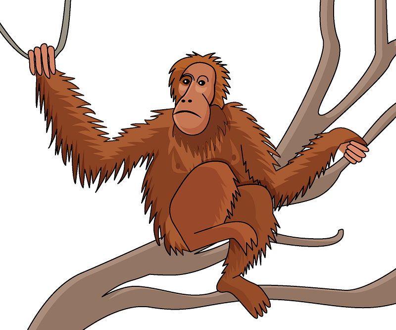 Orangutan Png (gray, chocolate, olive)