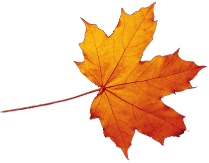 Transparent Autumn Leaves Falling Png (white, chocolate, orange)