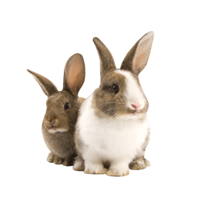 Transparent Pet Bunny Rabbit Png (silver, white, pink, gray)