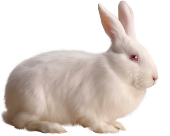 Transparent White Bunny Rabbit Png (black, silver, gray)