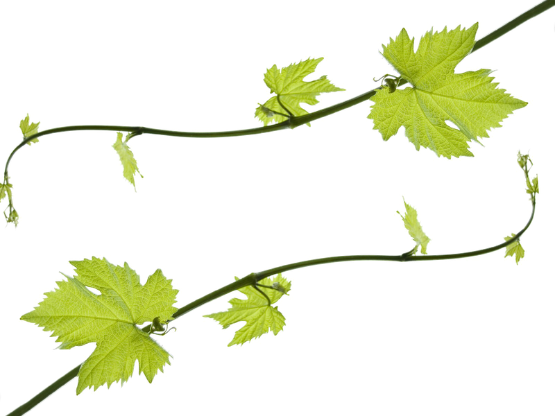 Grape Vine Leaf Png Clipart (black)