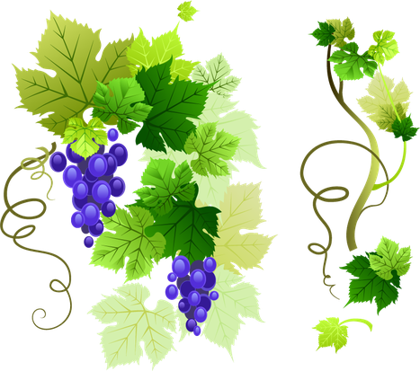 Grape Vine Leaf Png Image (mint, black)