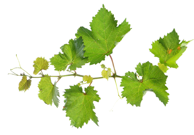 Grape Vine Leaf Transparent Png (black)