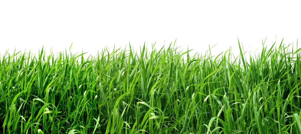 Grass Field Png Pic (black, green, olive, gray)