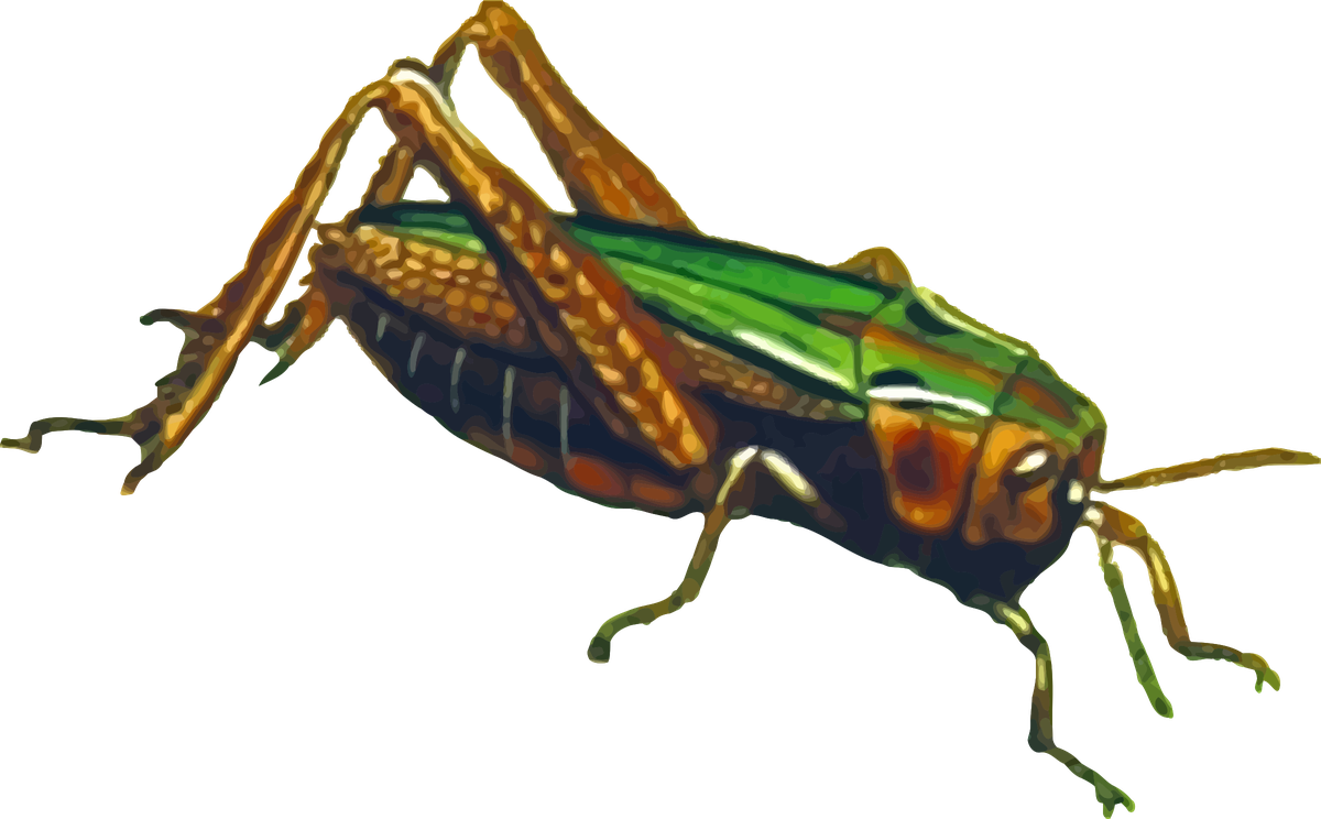 Grasshopper Png File (black)