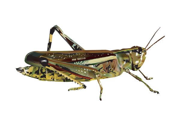 Grasshopper Png Image (black, gray, white)