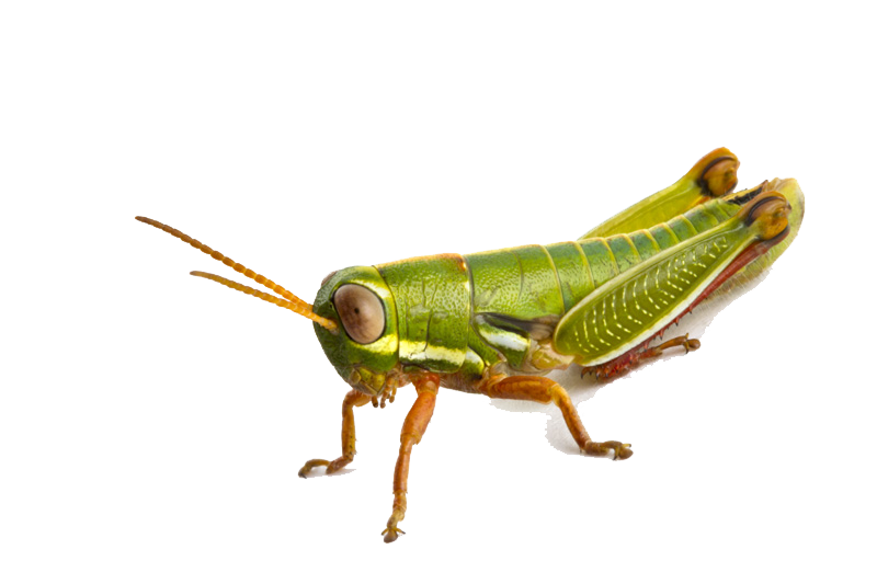 Grasshopper Png Photo (beige, white)