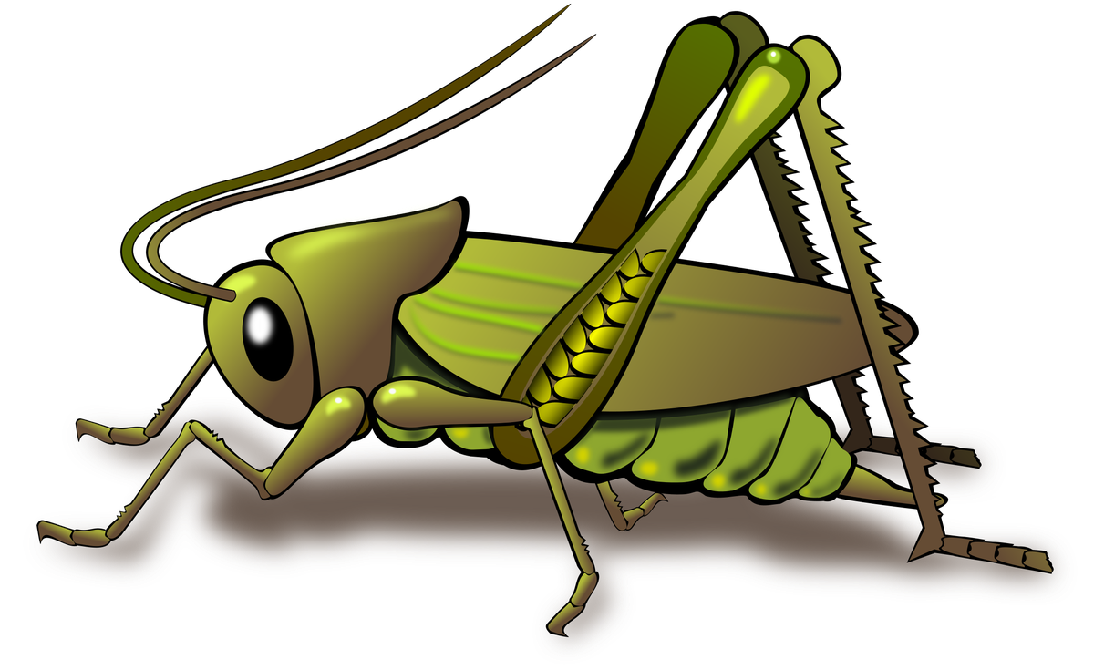 Grasshopper Png Photos (black, gray)