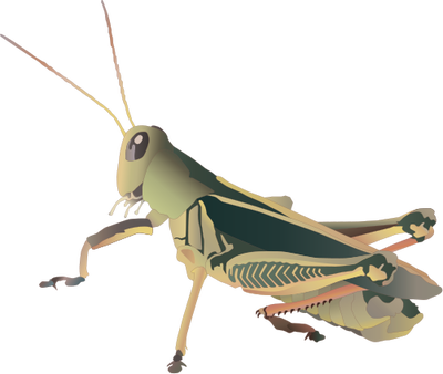 Grasshopper Png Picture (black)