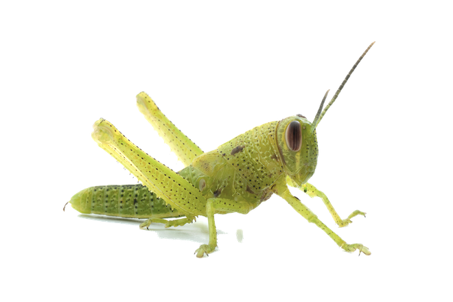 Grasshopper Png Transparent Image (black, beige)