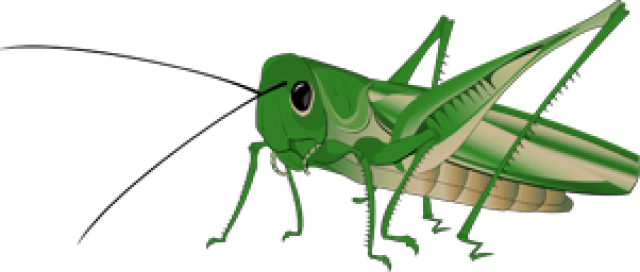 Grasshopper Transparent Background (black, green)