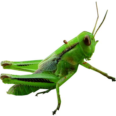 Grasshopper Transparent Png (green, gray, silver, white)