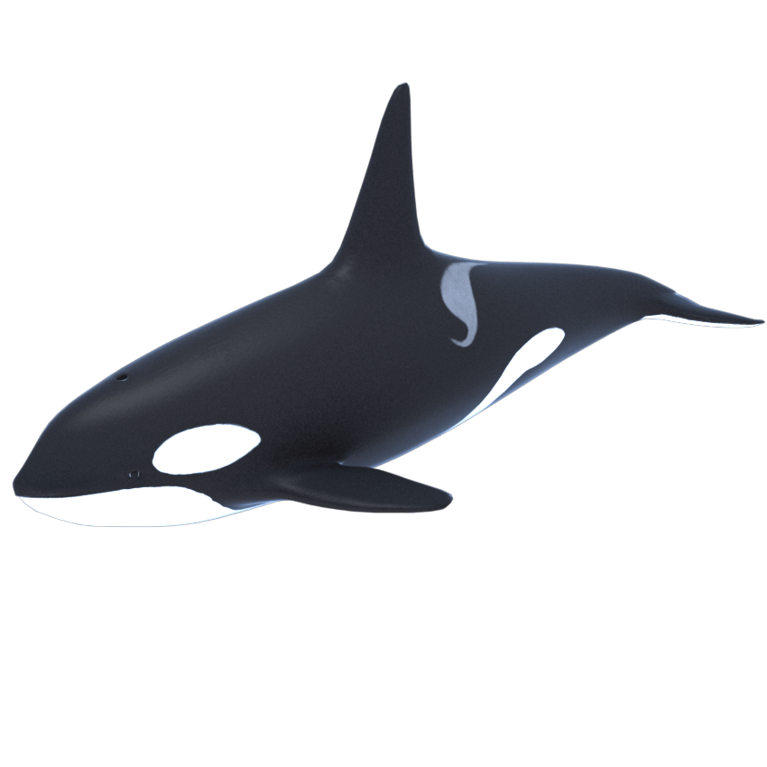 Orca Png Clipart (white, black)