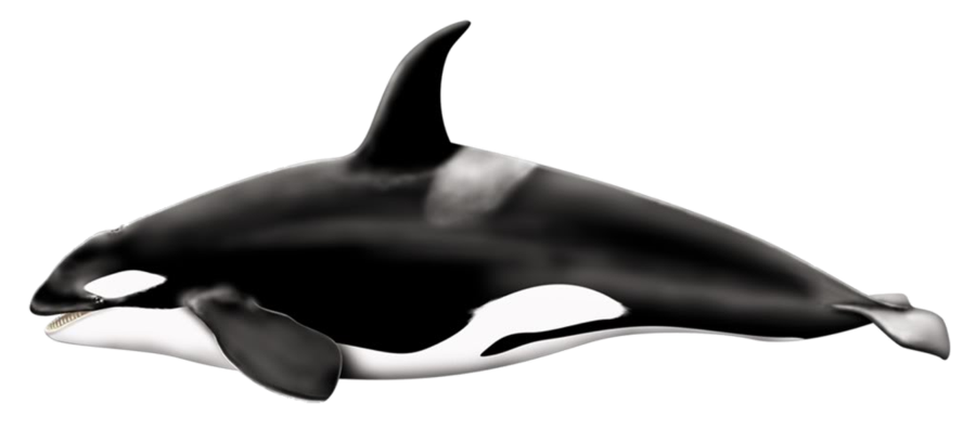 Orca Png File (white, black)