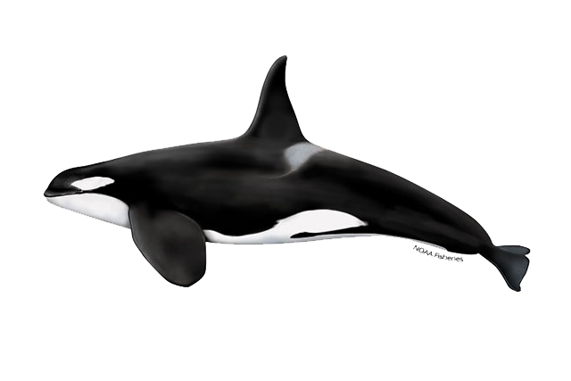 Orca Png Hd Isolated (white, black)