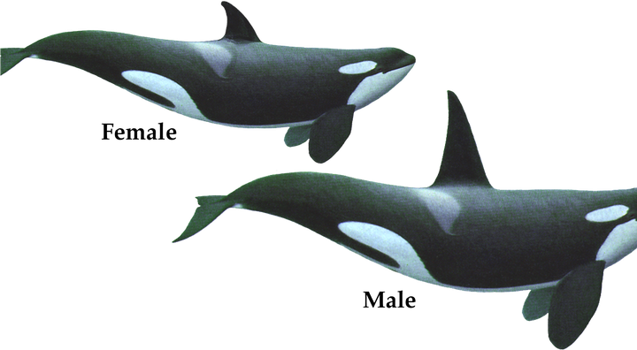 Orca Png Hd (black)