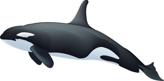 Orca Png Image (white, lavender, black)