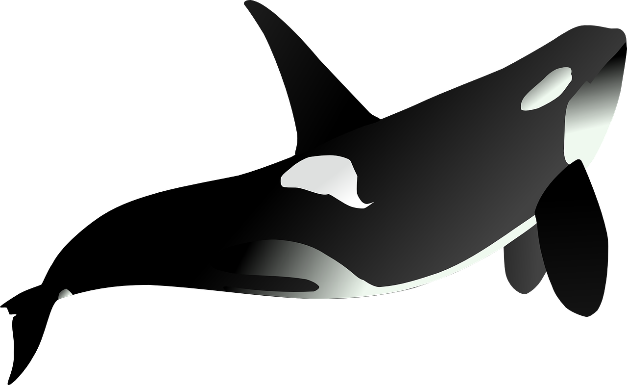 Orca Png Isolated Hd (black)