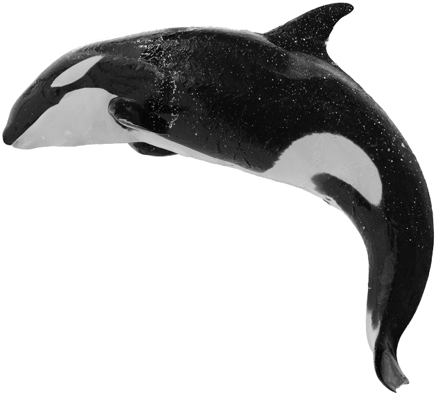 Orca Png Isolated Image (black)