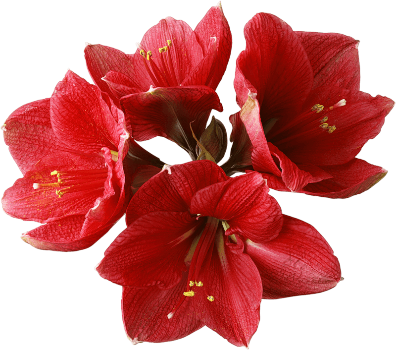 Orchid Png File (maroon, black)