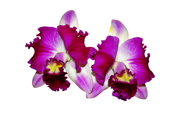 Orchid Png Image (maroon, black)