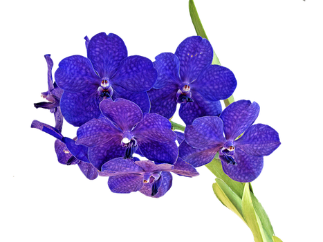 Orchid Png Isolated Hd Pictures (indigo, black)