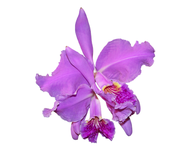 Orchid Png Isolated Hd (black, plum, violet)