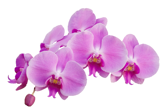 Orchid Png Isolated Image (black, plum)