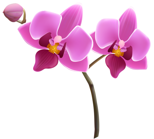 Orchid Png Isolated Photos (salmon, black, violet)