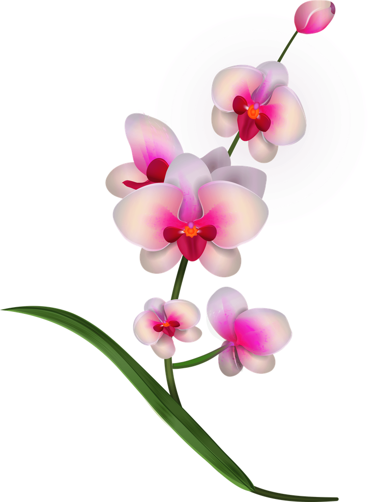 Orchid Png (white, silver, lavender, black)