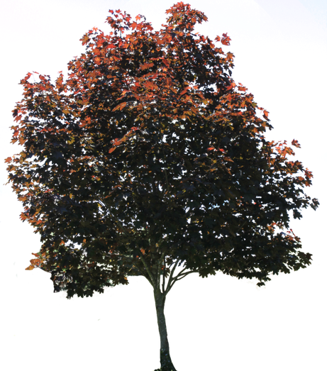 Architecture Tree Background Png (black, blue)