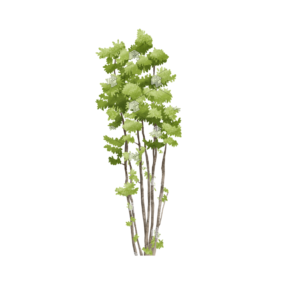 Architecture Tree Png Clipart (olive, black, green, gray)