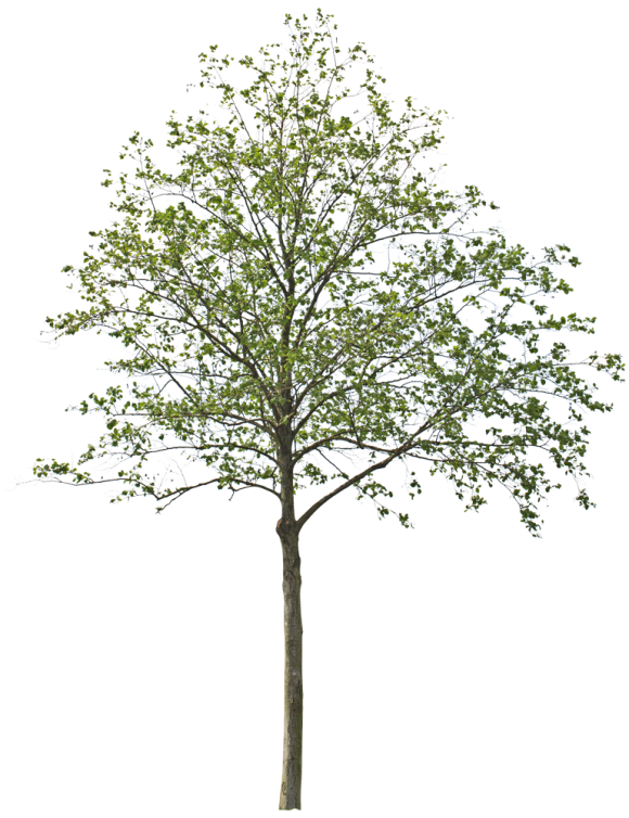 Architecture Tree Png Images (black)